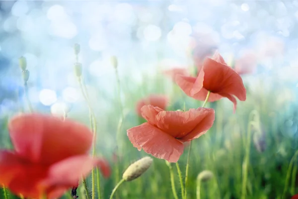 Flores de papoula — Fotografia de Stock