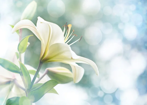 Lily flowers — Stock Photo, Image