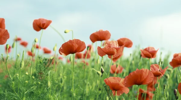 Flores de papoula — Fotografia de Stock