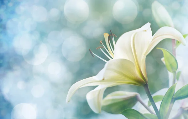 Liliom virágok — Stock Fotó