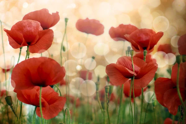 Poppy flowers — Stock Photo, Image