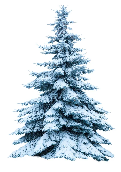 Kerstboom Sneeuw Geïsoleerd Een Witte Achtergrond Fir Tree Zonder Decoratie — Stockfoto