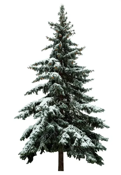 Christmas Tree Snow Isolated White Background Fir Tree Decoration — Stock Photo, Image