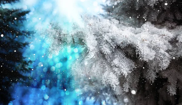 Karda Noel Ağacı Köknar Dallarıyla Arka Plan Bokeh Ile Noel — Stok fotoğraf