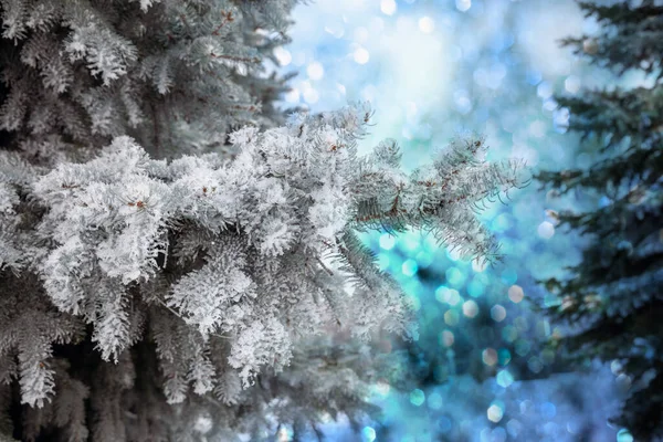 Karácsonyfa Hóban Háttér Fenyő Ágak Karácsonyi Újévi Ünnepek Háttér Bokeh — Stock Fotó