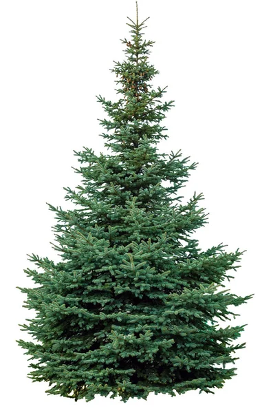 Weihnachtsbaum Isoliert Auf Weißem Hintergrund Tanne Ohne Dekoration — Stockfoto