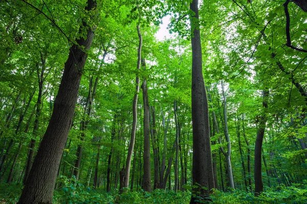 Waldbäume Sonnenlicht Grünen Wald Frühlingszeit — Stockfoto