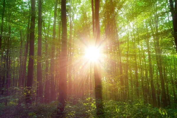 Alberi Forestali Luce Del Sole Nella Foresta Verde Primavera — Foto Stock