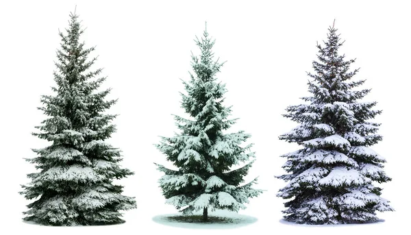Árvores Natal Neve Isolada Fundo Branco Árvores Abeto Sem Decoração — Fotografia de Stock