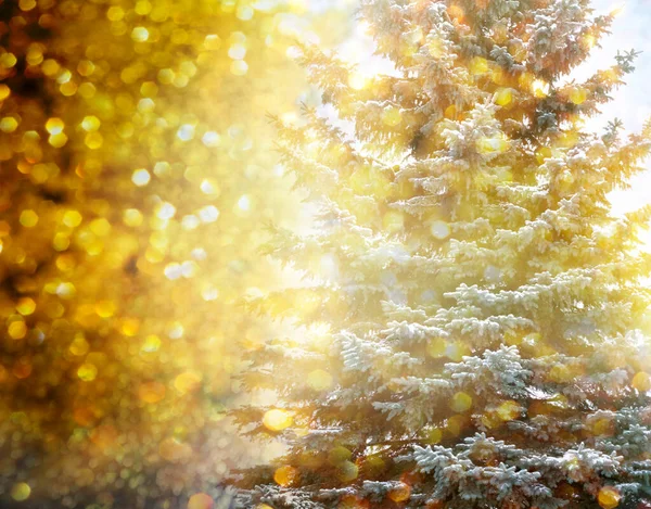 Karda Noel Ağacı Köknar Dallarıyla Arka Plan Bokeh Ile Noel — Stok fotoğraf