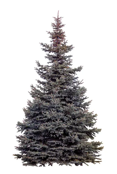 Arbre Noël Isolé Sur Fond Blanc Sapin Sans Décoration — Photo