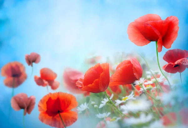 Poppy Meadow Det Vakre Lyset Bakgrunnen Vakkert Sommerlandskap – stockfoto