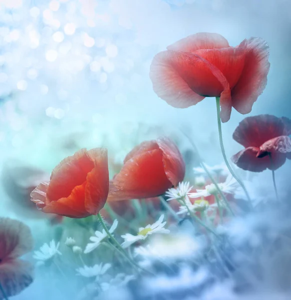 Poppy Meadow Beautiful Light Background Beautiful Summer Landscape Stock Photo