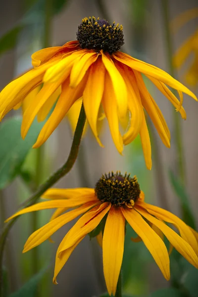 Rudbeckia — Photo