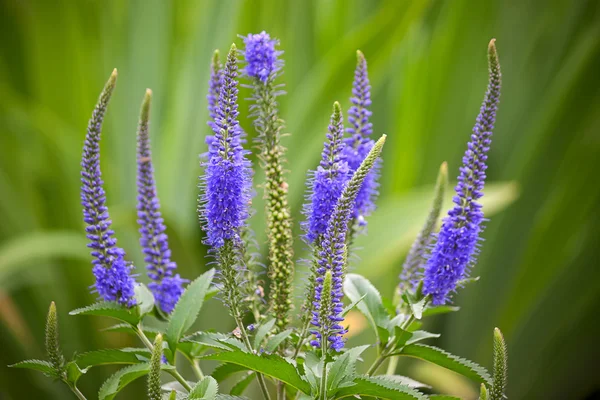 Veronica. — Stok fotoğraf