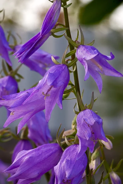 Harebell. — Foto de Stock