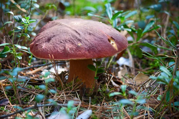 Boletus comestible —  Fotos de Stock