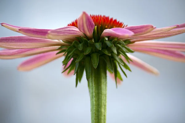 Echinacea — Foto Stock