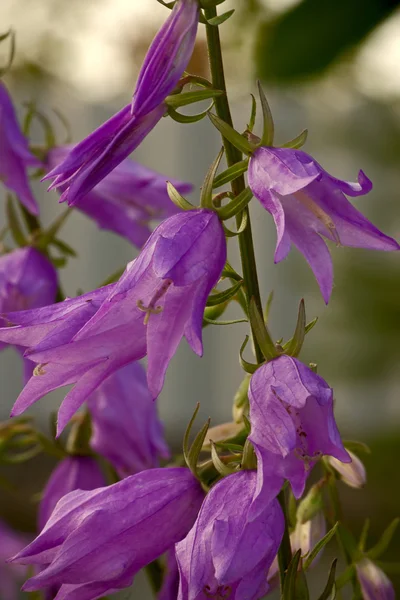 Harebell. — Fotografia de Stock