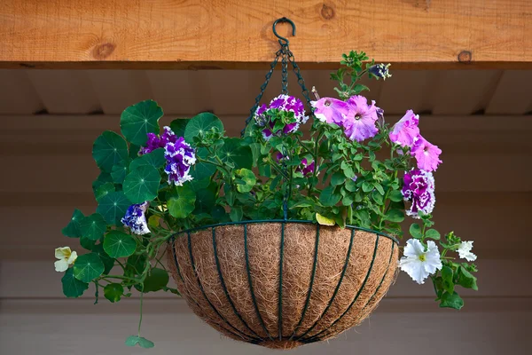 Petunia in vaso — Foto Stock