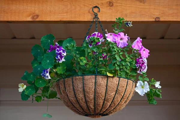 Petunia en pot — Photo