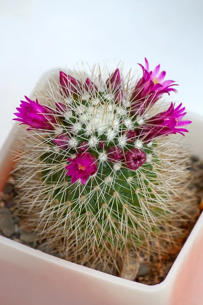 Cactus Flores — Fotografia de Stock