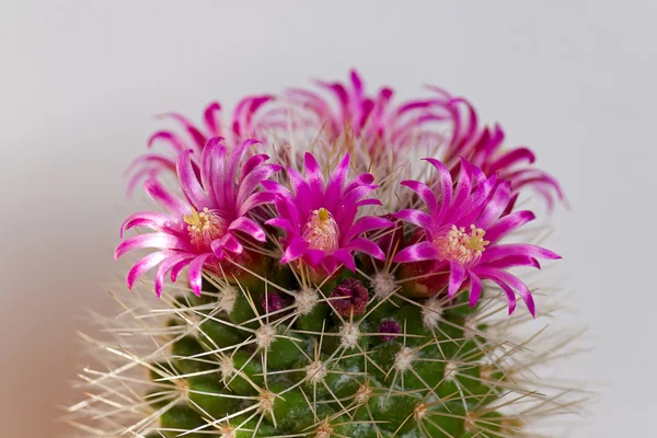 Cactus blommor — Stockfoto