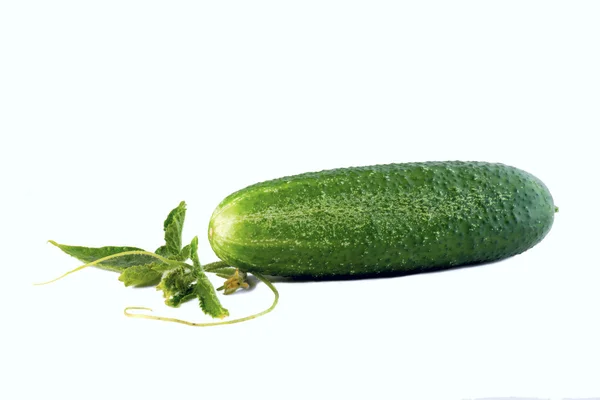 Cucumber — Stock Photo, Image