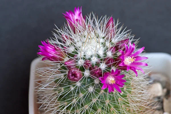 Kakteenblüten — Stockfoto