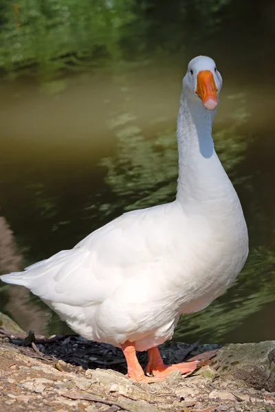 Beyaz kaz — Stok fotoğraf