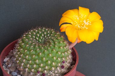 kaktüs çiçeği