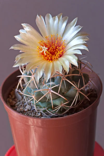 Fiore di cactus — Foto Stock