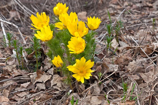 Blüten von Adonis — Stockfoto