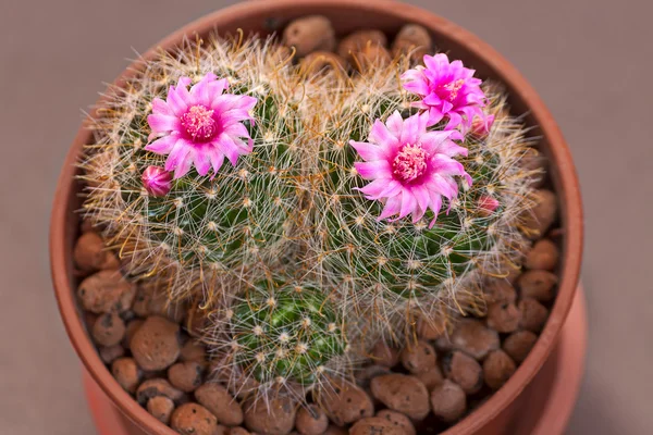 Kakteenblüten — Stockfoto