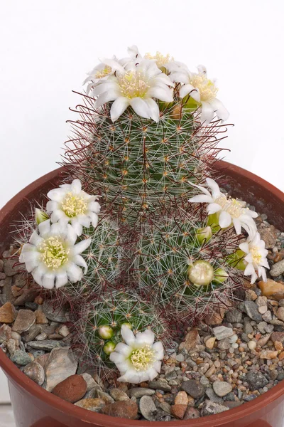 Flores de cactus — Foto de Stock