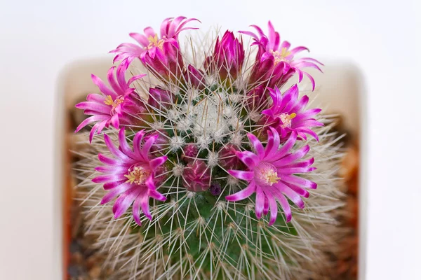 Cactus Flores — Fotografia de Stock