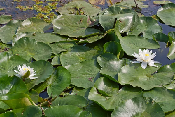 Witte waterlily — Stockfoto