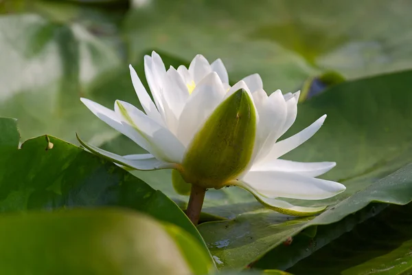 Nenúfar blanco —  Fotos de Stock