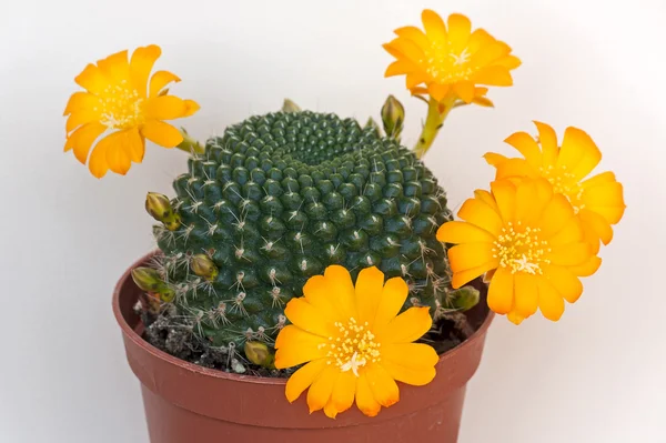 Flores de cactus — Foto de Stock