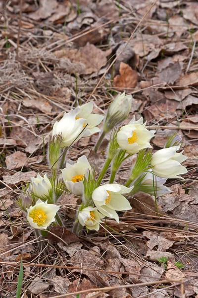 Pasque-çiçek — Stok fotoğraf