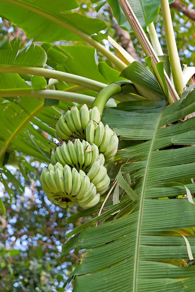 Plátanos — Foto de Stock