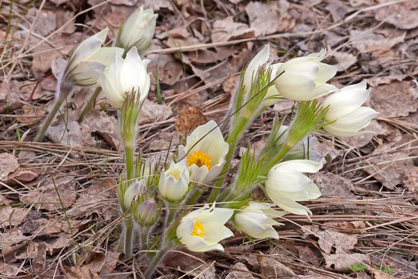 Flor de pascua — Foto de Stock