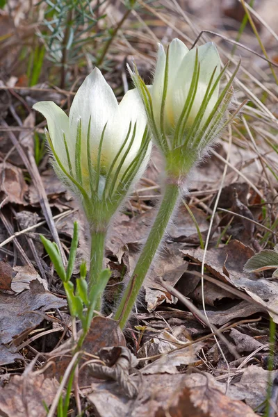 Flor de pascua — Foto de Stock