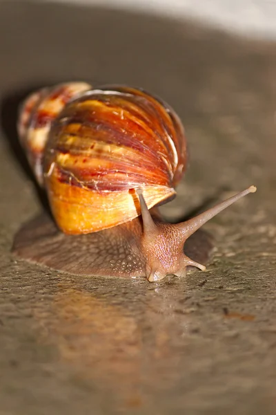 Snail — Stock Photo, Image