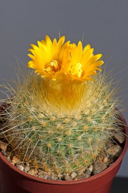 kaktüs çiçek