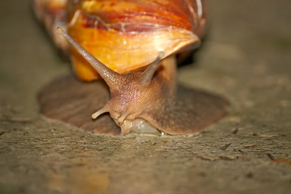 Caracol — Fotografia de Stock