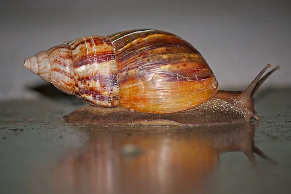 Snail — Stock Photo, Image