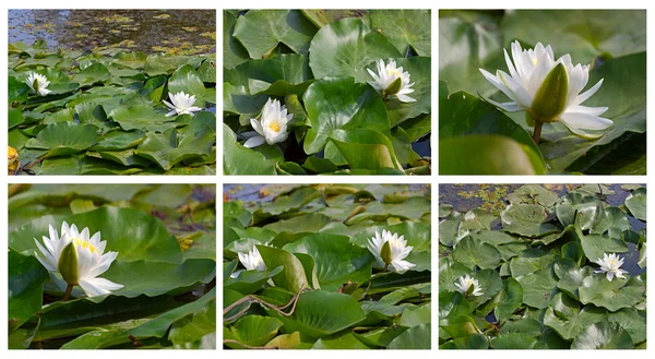 Witte waterlily — Stockfoto