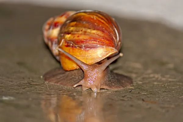 Schnecke — Stockfoto