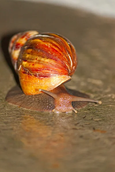 Caracol — Foto de Stock